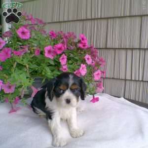 Duchess, Cavalier King Charles Spaniel Puppy